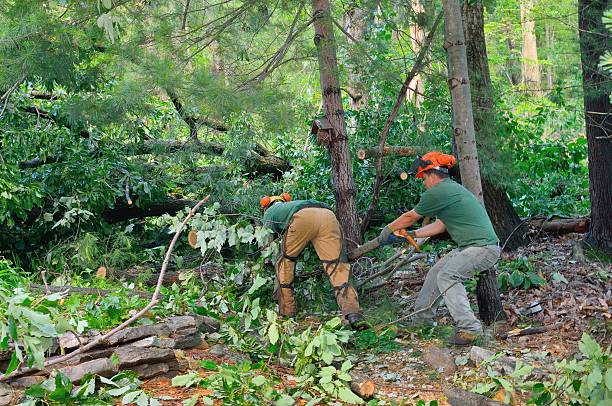 Emergency Storm Tree Removal in Star, ID